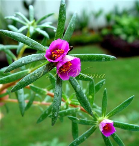  Inflorescence (Cymose) with involucral leaves